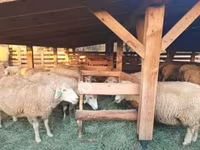 مینڈھا, بھیڑیں — تصویر 1