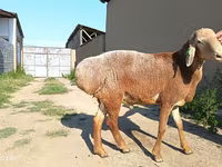 مینڈھا, Agin sheep — تصویر 5