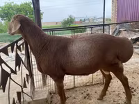 مینڈھا, بھیڑیں — تصویر 3