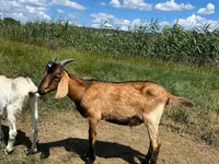 Billy Goat, Nubian Goat — photo 4