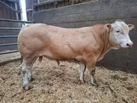 سانڈ, Blonde d’Aquitane cattle — تصویر 4