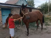 گھوڑی, Thoroughbred horse — تصویر 7