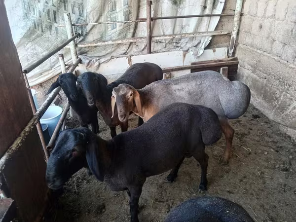 مینڈھا, Rhon sheep