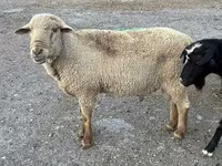 مینڈھا, Hampshire sheep — تصویر 6