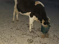 سانڈ, Swiss cattle — تصویر 4