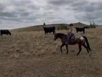 گھوڑا, Horses of Sable Island — تصویر 6