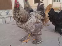 برہما — تصویر 2