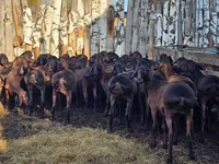 مینڈھا, Hissar sheep — تصویر 4