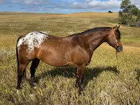 گھوڑا, Horses of Sable Island — تصویر 1