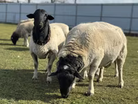 بھیڑ, Dorper sheep — تصویر 1