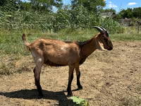 Billy Goat, Nubian Goat — photo 5