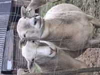 مینڈھا, Katum sheep — تصویر 5