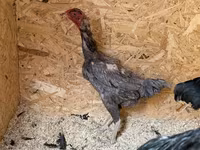 Chickens — تصویر 8