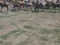 مینڈھا, Hissar sheep — تصویر 3