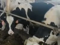 سانڈ, Russian Black pied cattle — تصویر 3
