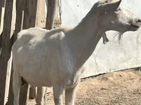 بکری, LaMancha goats — تصویر 1