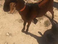 بکرا, Nubian Goat — تصویر 1