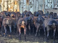 مینڈھا, Hissar sheep — تصویر 2