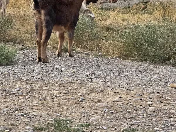 بکرا, بکریاں