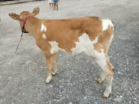 گائے, سرخ بے سینگ گائے — تصویر 2