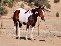 گھوڑا, National Show Horse — تصویر 2