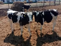 سانڈ, Russian Black pied cattle — تصویر 2