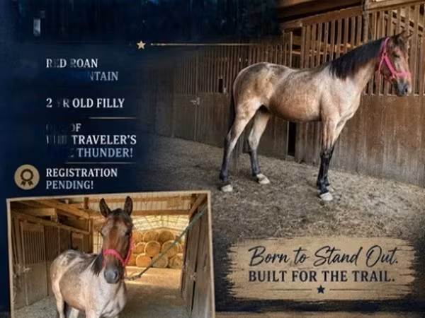 گھوڑی, Rocky Mountain Horse
