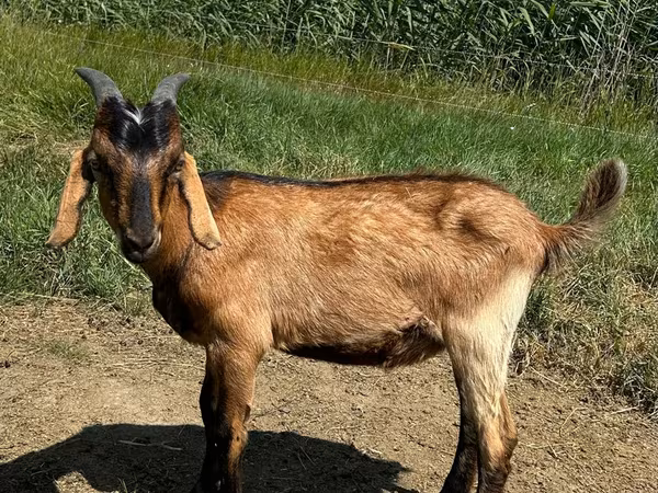 Billy Goat, Nubian Goat