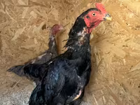 Chickens — تصویر 1