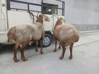 مینڈھا, بھیڑیں — تصویر 4