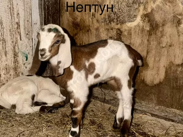 بکرا, Kamori goats