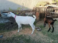 بکری, Saanen goat — تصویر 7
