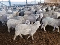بھیڑ, Kuibyshev sheep — تصویر 1