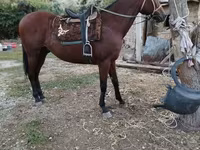 گھوڑا, Thoroughbred horse — تصویر 1