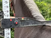 Mare, Rocky Mountain Horse — photo 3