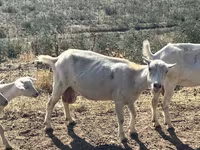 بکری, LaMancha goats — تصویر 7