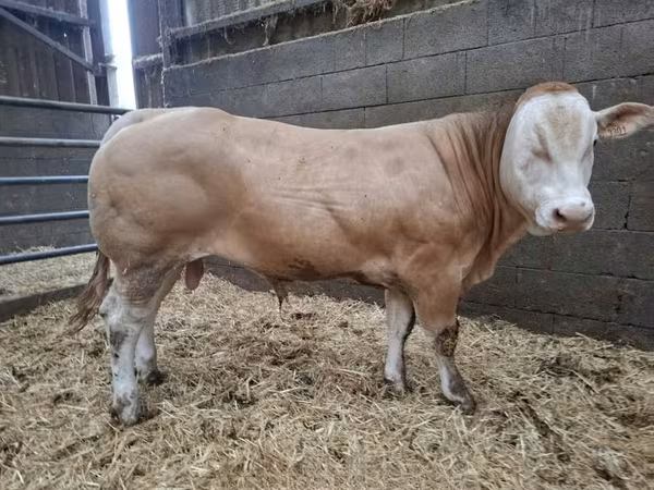 سانڈ, Blonde d’Aquitane cattle