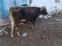 سانڈ, الاطاؤس نسل — تصویر 7
