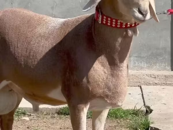 مینڈھا, بھیڑیں
