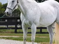 گھوڑا, National Show Horse — تصویر 3