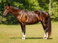 گھوڑی, American paint horse — تصویر 2