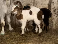 بکرا, Kamori goats — تصویر 5