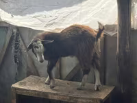 بکری, LaMancha goats — تصویر 4