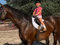 گھوڑی, Quarter Horse — تصویر 1