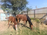 گھوڑی, Thoroughbred horse — تصویر 4