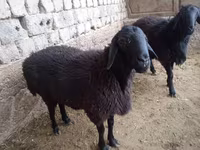 مینڈھا, بھیڑیں — تصویر 1