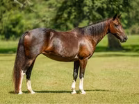 گھوڑی, American paint horse — تصویر 1