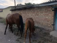 گھوڑی, Thoroughbred horse — تصویر 4
