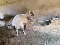 مینڈھا, Rhon sheep — تصویر 3