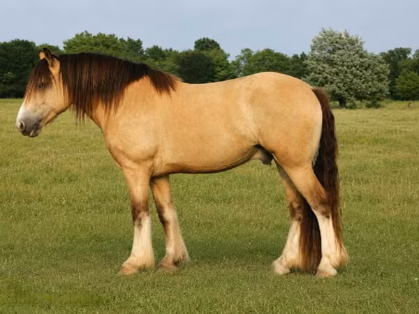 گھوڑا, Gypsy horse